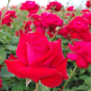 Кроваво-красная - Лазающая плетистая роза (клаймбер) 